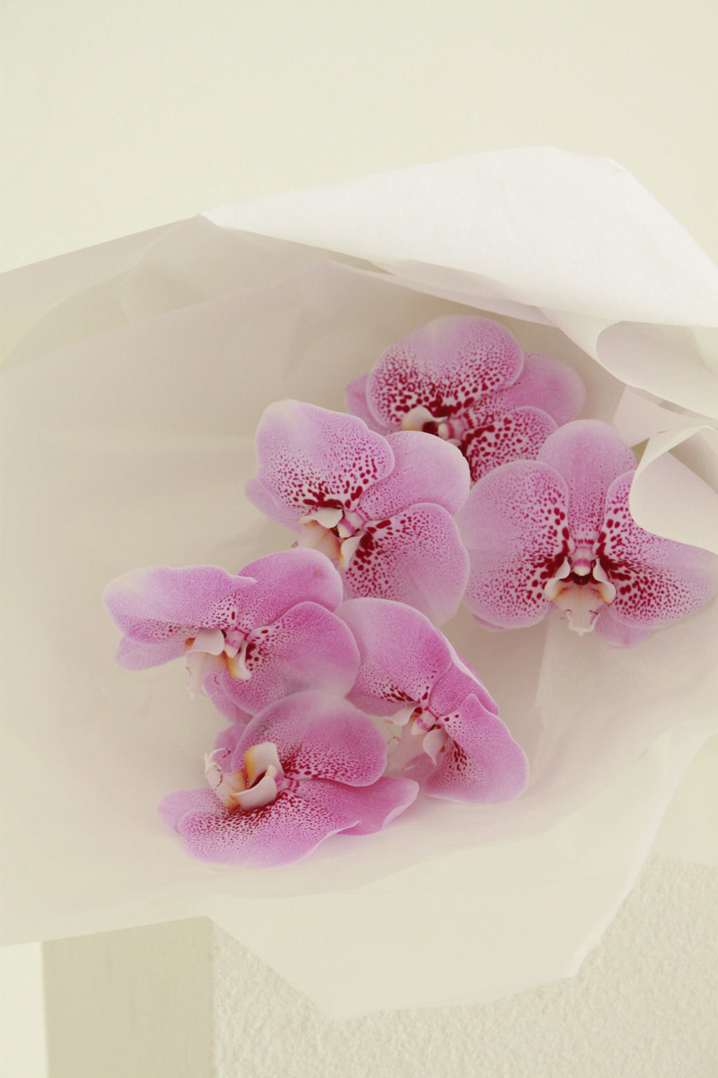 Phalaenopsis Orchid Cut Stem