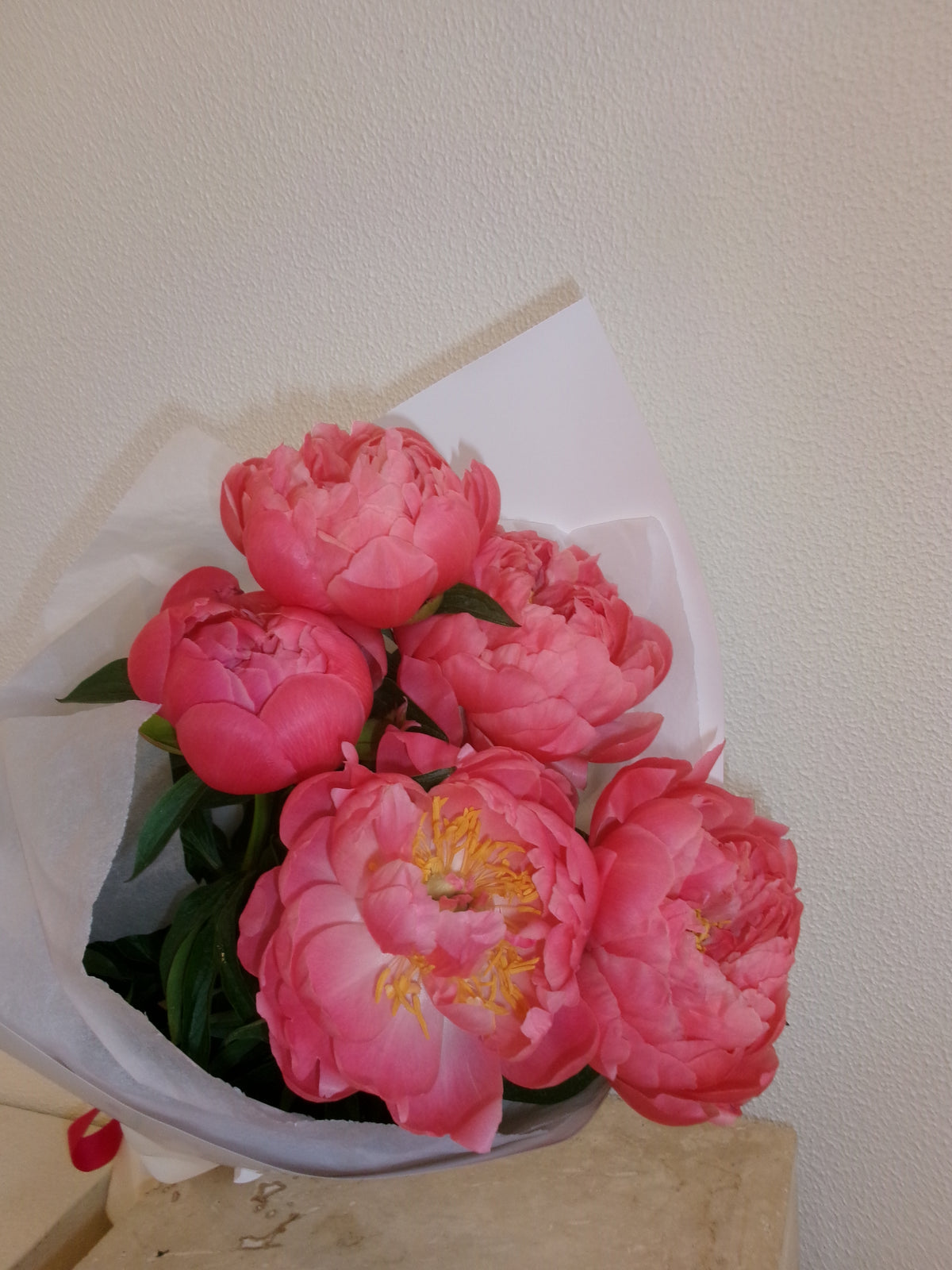Peony CORAL CHARM | 5 stem Wrap
