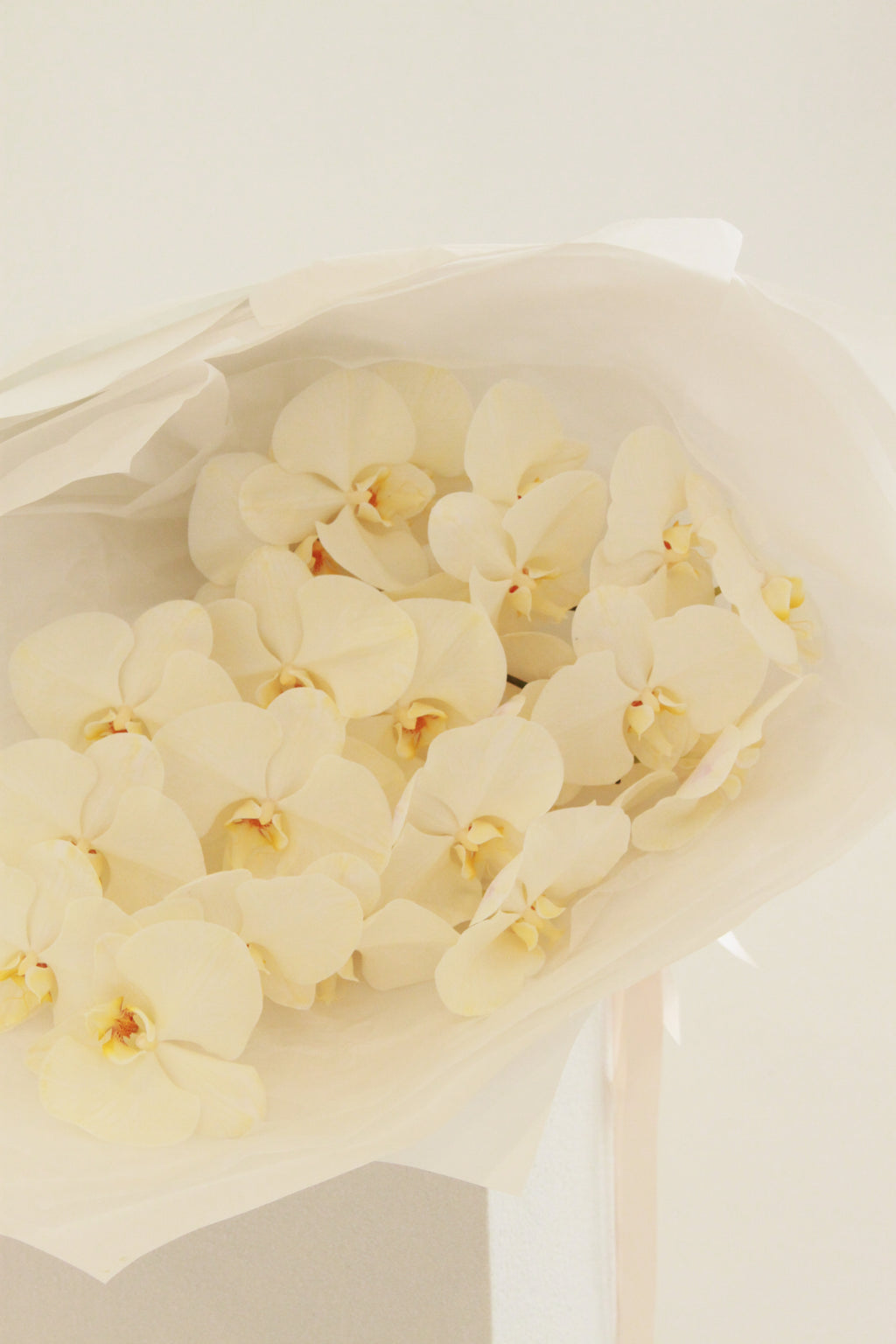 Phalaenopsis Orchid Cut Stem