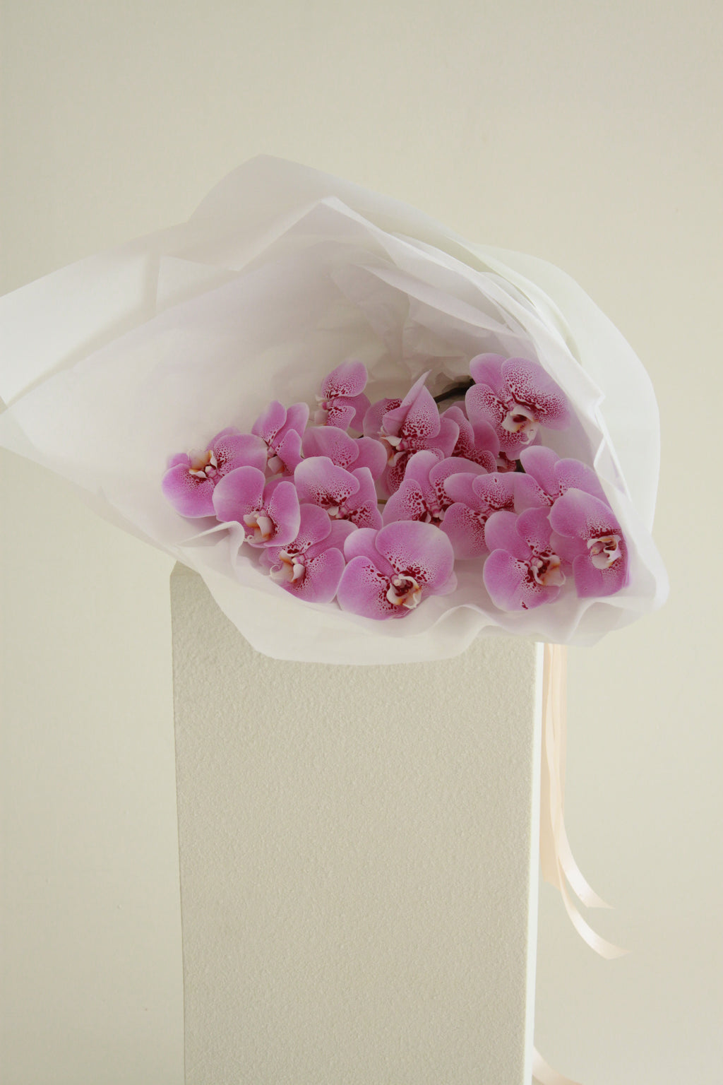 Phalaenopsis Orchid Cut Stem